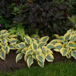 Shadowland® 'Autumn Frost' Hosta 7 Shadowland® 'Autumn Frost' Hosta -AURA Flower Shop hosta autumn frost 3