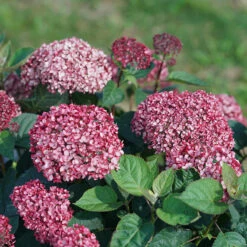 AURA Flower Shop 40 Invincibelle Garnetta® Smooth Hydrangea