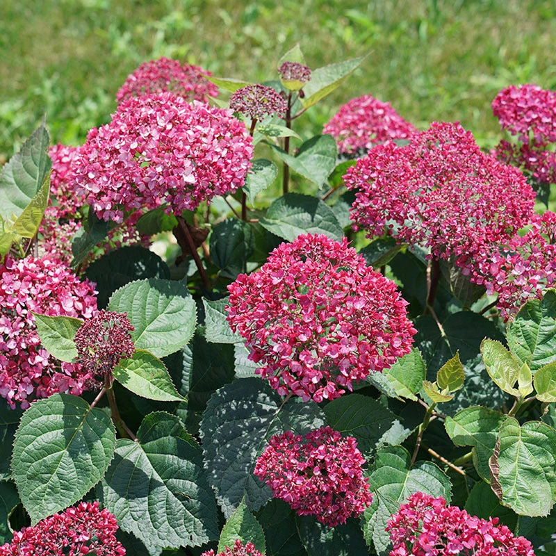 Invincibelle Garnetta® Smooth Hydrangea 2 Invincibelle Garnetta® Smooth Hydrangea - Image 2