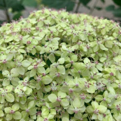 Lime Rickey® Smooth Hydrangea 8 Lime Rickey® Smooth Hydrangea -AURA Flower Shop hydrangea arborescens lime rickey 1