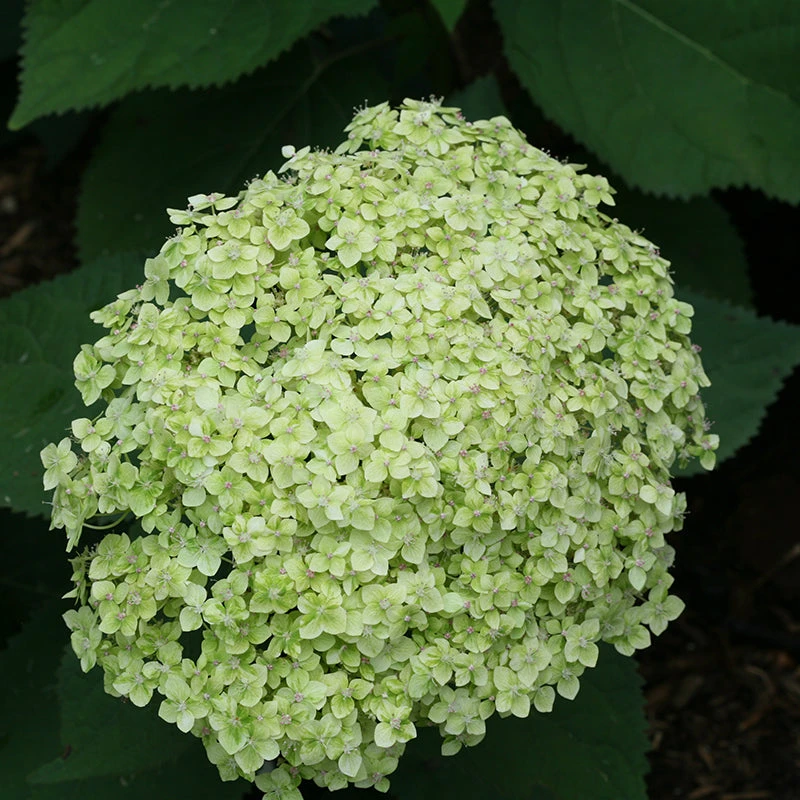 Lime Rickey® Smooth Hydrangea 1 Lime Rickey® Smooth Hydrangea