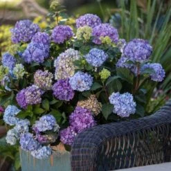Endless Summer® BloomStruck® Bigleaf Hydrangea -AURA Flower Shop hydrangea bloomstruck endless summer 21 sw