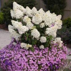 Bobo® Panicle Hydrangea 9 Bobo® Panicle Hydrangea -AURA Flower Shop hydrangea bobo 2 sw