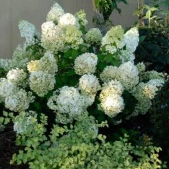 Bobo® Panicle Hydrangea 10 Bobo® Panicle Hydrangea -AURA Flower Shop hydrangea bobo 3 sw