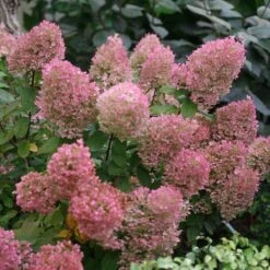 Bobo® Panicle Hydrangea 12 Bobo® Panicle Hydrangea -AURA Flower Shop hydrangea bobo 5 sw