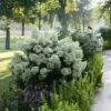 Bobo® Panicle Hydrangea