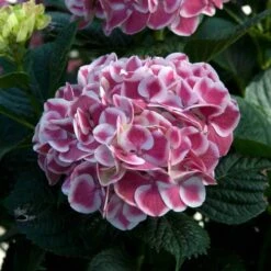AURA Flower Shop 4 Cityline® Mars Bigleaf Hydrangea