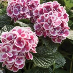 AURA Flower Shop -AURA Flower Shop hydrangea cityline mars 2 sw