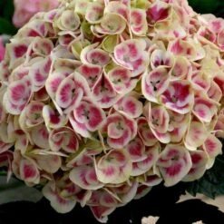 Cityline® Mars Bigleaf Hydrangea -AURA Flower Shop hydrangea cityline mars 3 sw
