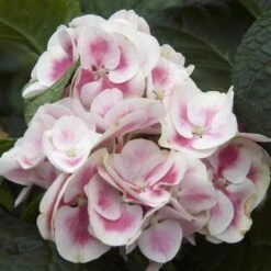 Cityline® Mars Bigleaf Hydrangea -AURA Flower Shop hydrangea cityline mars 4 sw