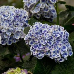 Cityline® Mars Bigleaf Hydrangea -AURA Flower Shop hydrangea cityline mars 5 sw