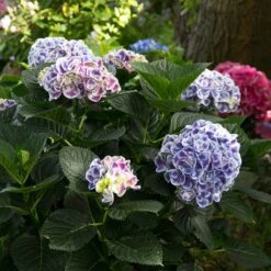 Cityline® Mars Bigleaf Hydrangea -AURA Flower Shop hydrangea cityline mars 6 sw