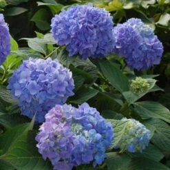 Endless Summer® Bigleaf Hydrangea 17 Endless Summer® Bigleaf Hydrangea -AURA Flower Shop hydrangea endless summer 2 sw