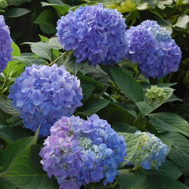 Endless Summer® Bigleaf Hydrangea 8 Endless Summer® Bigleaf Hydrangea - Image 8