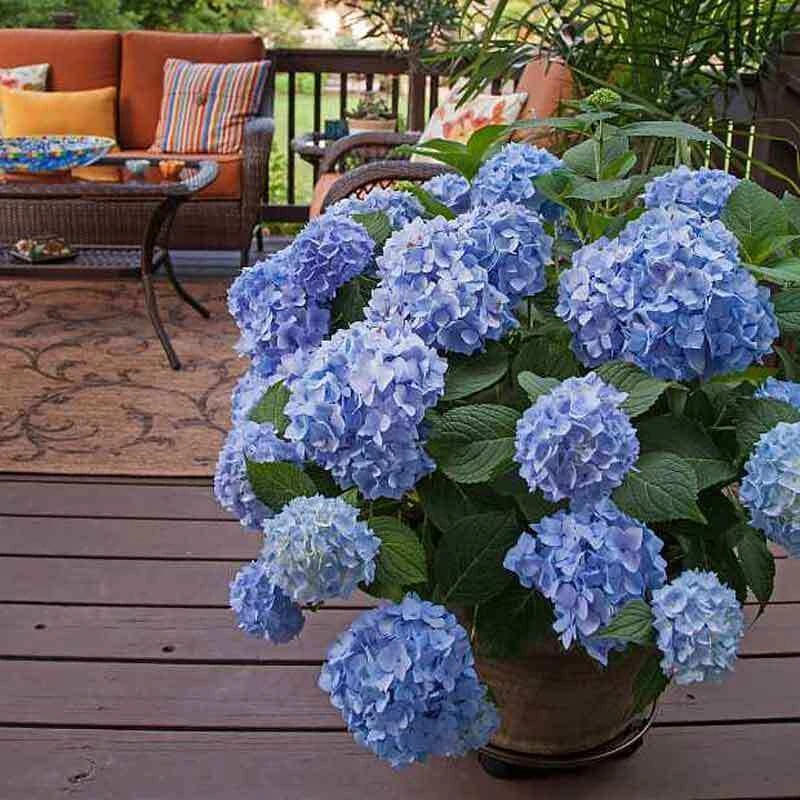 Endless Summer® Bigleaf Hydrangea 4 Endless Summer® Bigleaf Hydrangea - Image 4