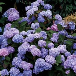 Hydrangeas For Cut Flowers Collection 9 Hydrangeas For Cut Flowers Collection -AURA Flower Shop hydrangea endless summer 25 175a0fdb a496 4e19 965b 75b1194a1d32
