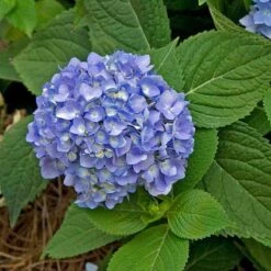 Endless Summer® Bigleaf Hydrangea 18 Endless Summer® Bigleaf Hydrangea -AURA Flower Shop hydrangea endless summer 28 sw