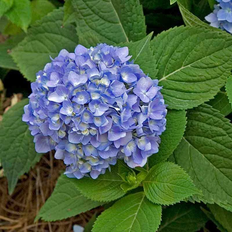 Endless Summer® Bigleaf Hydrangea 9 Endless Summer® Bigleaf Hydrangea - Image 9