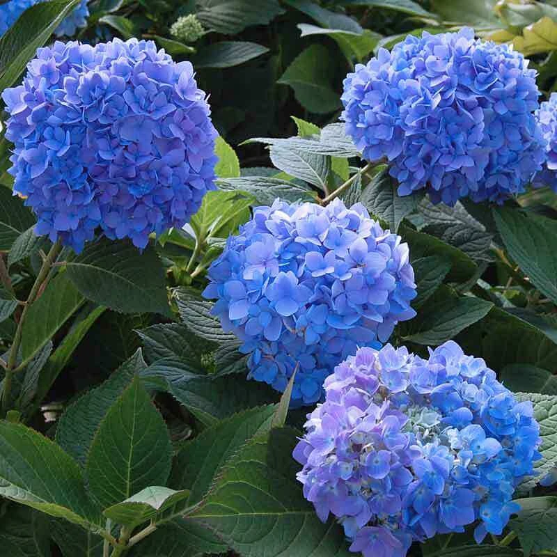 Endless Summer® Bigleaf Hydrangea 2 Endless Summer® Bigleaf Hydrangea - Image 2