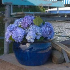 Endless Summer® Bigleaf Hydrangea 19 Endless Summer® Bigleaf Hydrangea -AURA Flower Shop hydrangea endless summer 3 sw