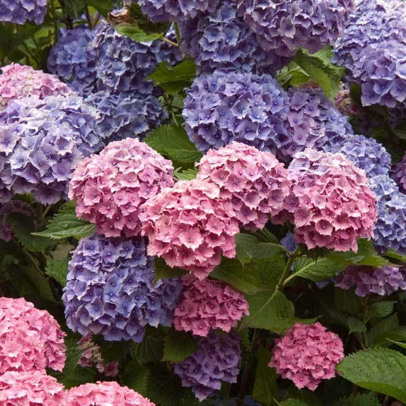 Endless Summer® Bigleaf Hydrangea 7 Endless Summer® Bigleaf Hydrangea - Image 7