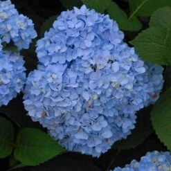 Endless Summer® Bigleaf Hydrangea 12 Endless Summer® Bigleaf Hydrangea -AURA Flower Shop hydrangea endless summer 5 sw