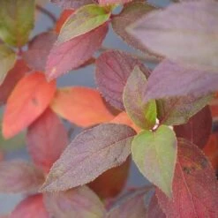 Fire Light Tidbit® Panicle Hydrangea 12 Fire Light Tidbit® Panicle Hydrangea -AURA Flower Shop hydrangea fire light tidbit 5 sw