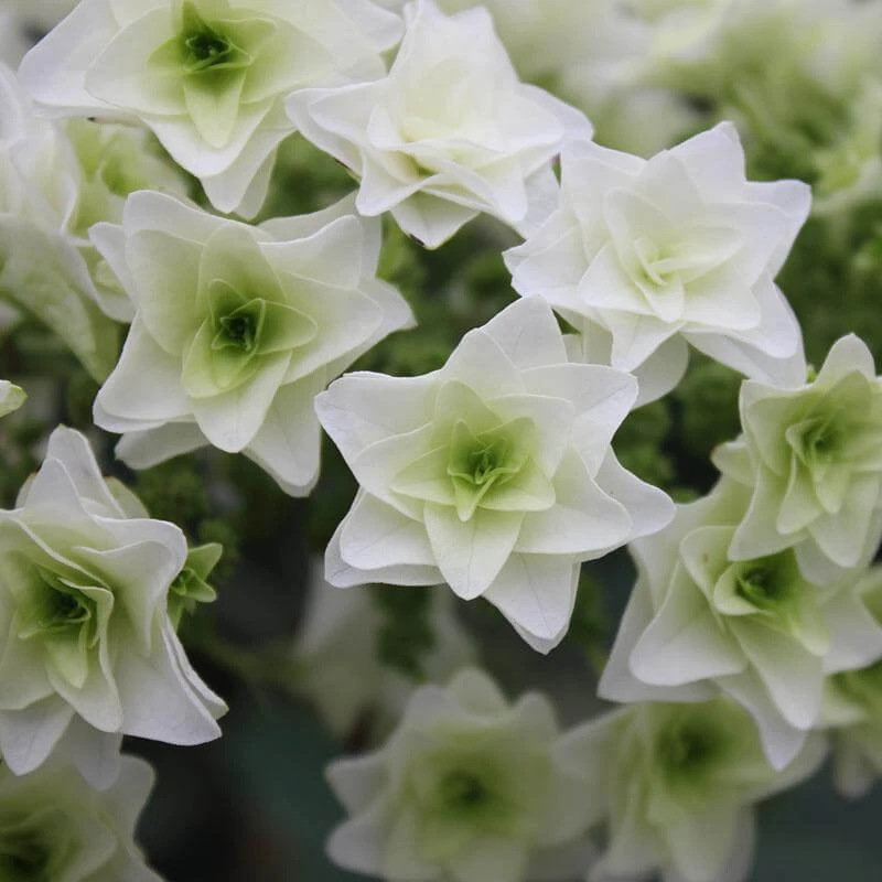 Gatsby Star® Oakleaf Hydrangea 1 Gatsby Star® Oakleaf Hydrangea