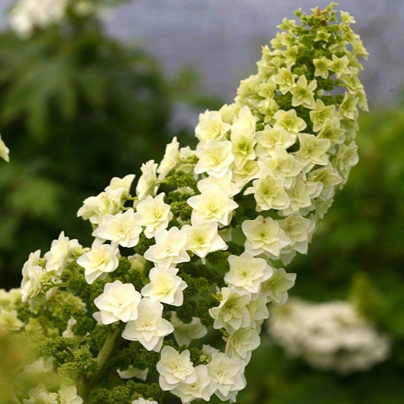 Gatsby Star® Oakleaf Hydrangea 2 Gatsby Star® Oakleaf Hydrangea - Image 2