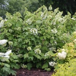 Gatsby Star® Oakleaf Hydrangea 7 Gatsby Star® Oakleaf Hydrangea -AURA Flower Shop hydrangea gatsby star 3 sw