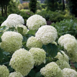 Incrediball® Smooth Hydrangea 11 Incrediball® Smooth Hydrangea -AURA Flower Shop hydrangea incrediball 1