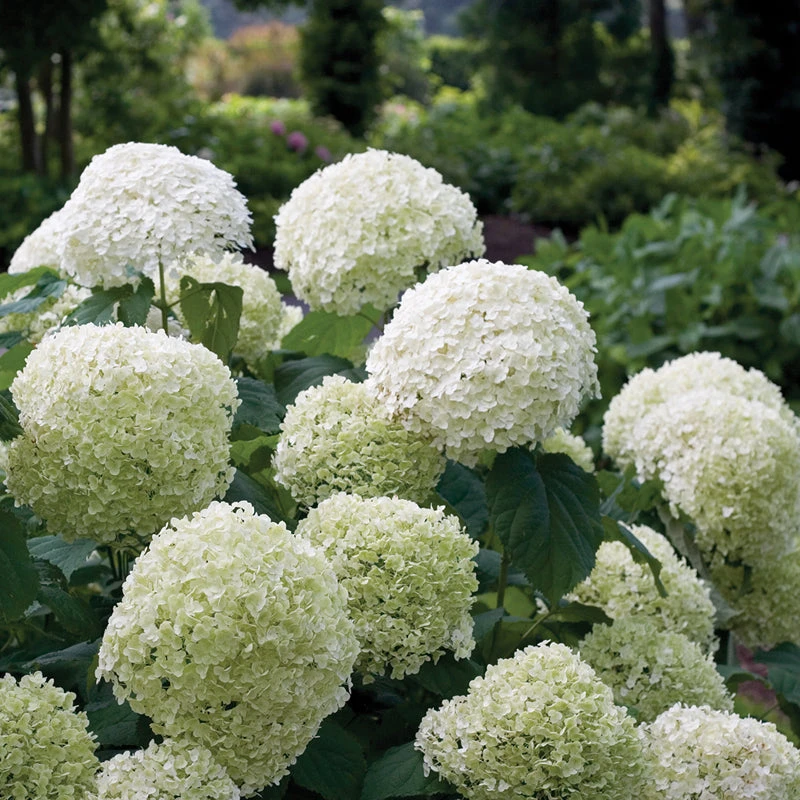 Incrediball® Smooth Hydrangea 4 Incrediball® Smooth Hydrangea - Image 4