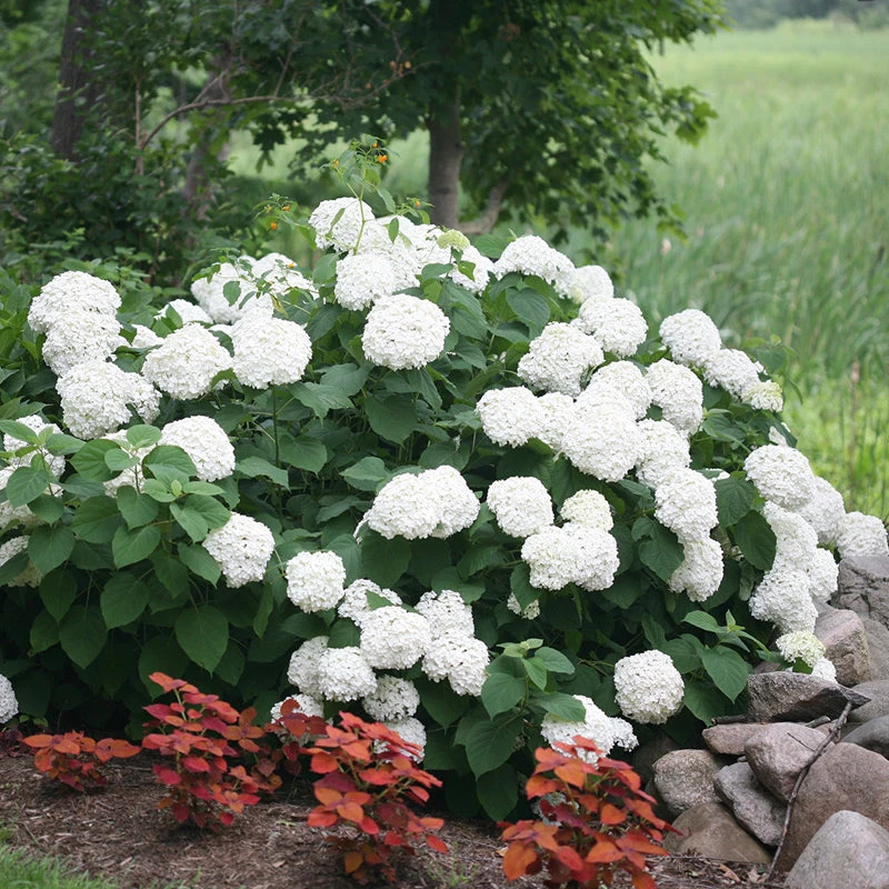 Incrediball® Smooth Hydrangea 2 Incrediball® Smooth Hydrangea - Image 2