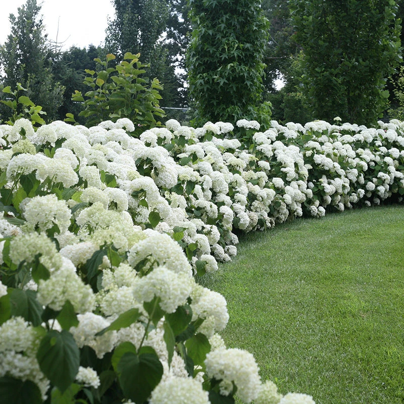 Incrediball® Smooth Hydrangea 1 Incrediball® Smooth Hydrangea