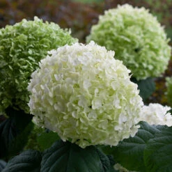 Incrediball® Smooth Hydrangea 12 Incrediball® Smooth Hydrangea -AURA Flower Shop hydrangea incrediball 8