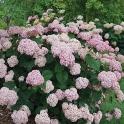 Incrediball® Blush Smooth Hydrangea 8 Incrediball® Blush Smooth Hydrangea -AURA Flower Shop hydrangea incrediball blush 3