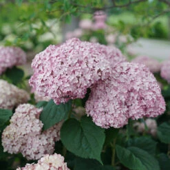 Incrediball® Blush Smooth Hydrangea 9 Incrediball® Blush Smooth Hydrangea -AURA Flower Shop hydrangea incrediball blush 4