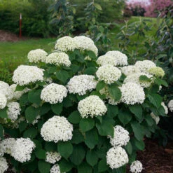 AURA Flower Shop 16 Invincibelle Limetta® Smooth Hydrangea