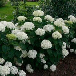 Invincibelle Limetta® Smooth Hydrangea 10 Invincibelle Limetta® Smooth Hydrangea -AURA Flower Shop hydrangea invincibelle limetta 2