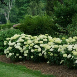 Invincibelle Limetta® Smooth Hydrangea 11 Invincibelle Limetta® Smooth Hydrangea -AURA Flower Shop hydrangea invincibelle limetta 4