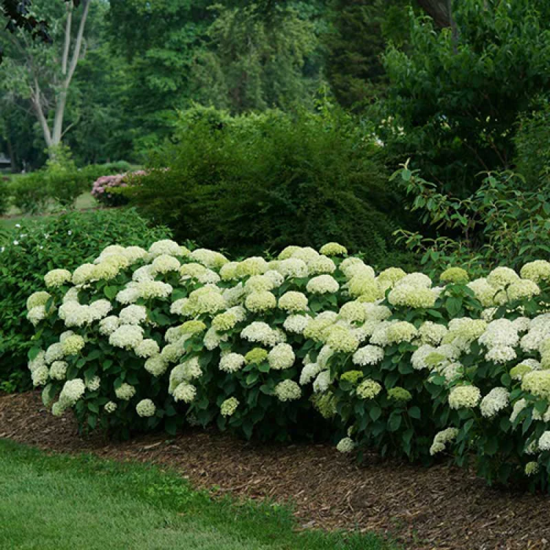 Invincibelle Limetta® Smooth Hydrangea 4 Invincibelle Limetta® Smooth Hydrangea - Image 4