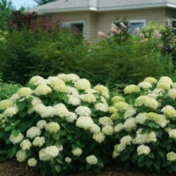 Invincibelle Limetta® Smooth Hydrangea 12 Invincibelle Limetta® Smooth Hydrangea -AURA Flower Shop hydrangea invincibelle limetta 5
