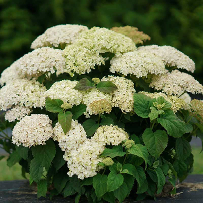Invincibelle Limetta® Smooth Hydrangea 6 Invincibelle Limetta® Smooth Hydrangea - Image 6