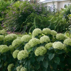Invincibelle Limetta® Smooth Hydrangea 14 Invincibelle Limetta® Smooth Hydrangea -AURA Flower Shop hydrangea invincibelle limetta 7
