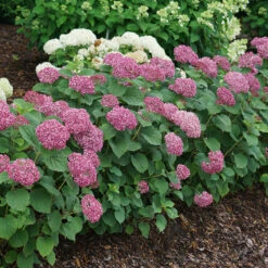 Invincibelle Mini Mauvette® Smooth Hydrangea 7 Invincibelle Mini Mauvette® Smooth Hydrangea -AURA Flower Shop hydrangea invincibelle mini mauvette 4
