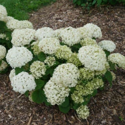 Invincibelle Wee White® Smooth Hydrangea -AURA Flower Shop hydrangea invincibelle wee white 2