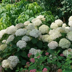 Invincibelle Wee White® Smooth Hydrangea -AURA Flower Shop hydrangea invincibelle wee white 3