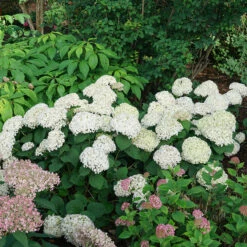 Invincibelle Wee White® Smooth Hydrangea -AURA Flower Shop hydrangea invincibelle wee white 4