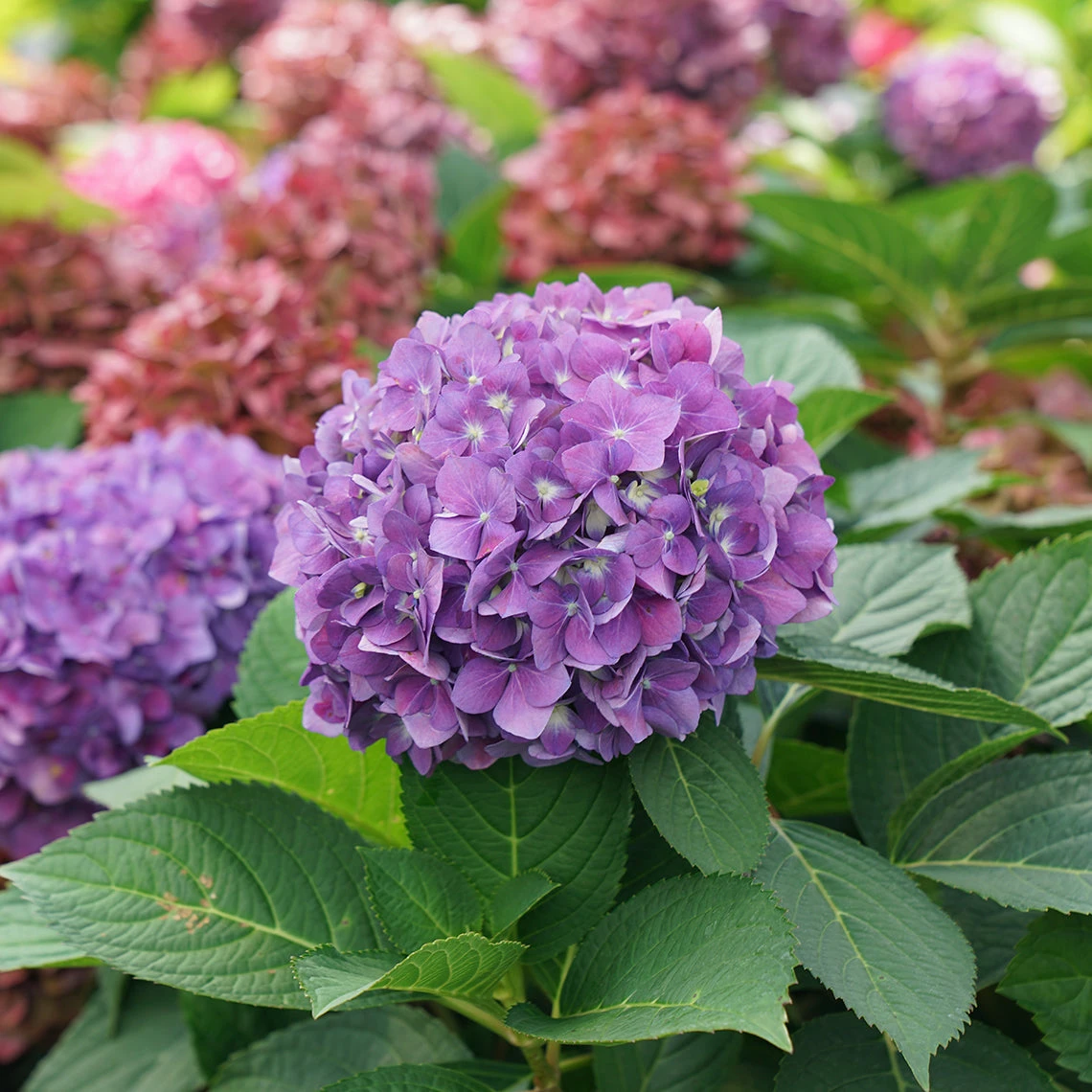 Let's Dance ¡Arriba!™ Bigleaf Hydrangea 1 Let's Dance ¡Arriba!™ Bigleaf Hydrangea