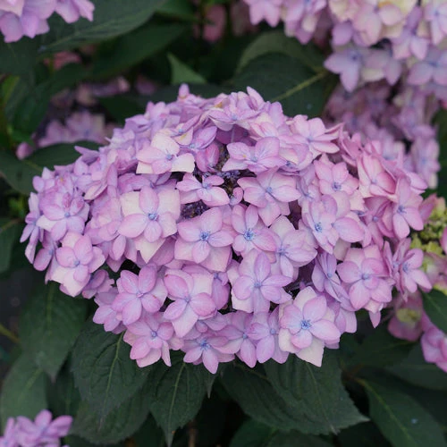 Let's Dance Can Do!® Bigleaf Hydrangea 1 Let's Dance Can Do!® Bigleaf Hydrangea